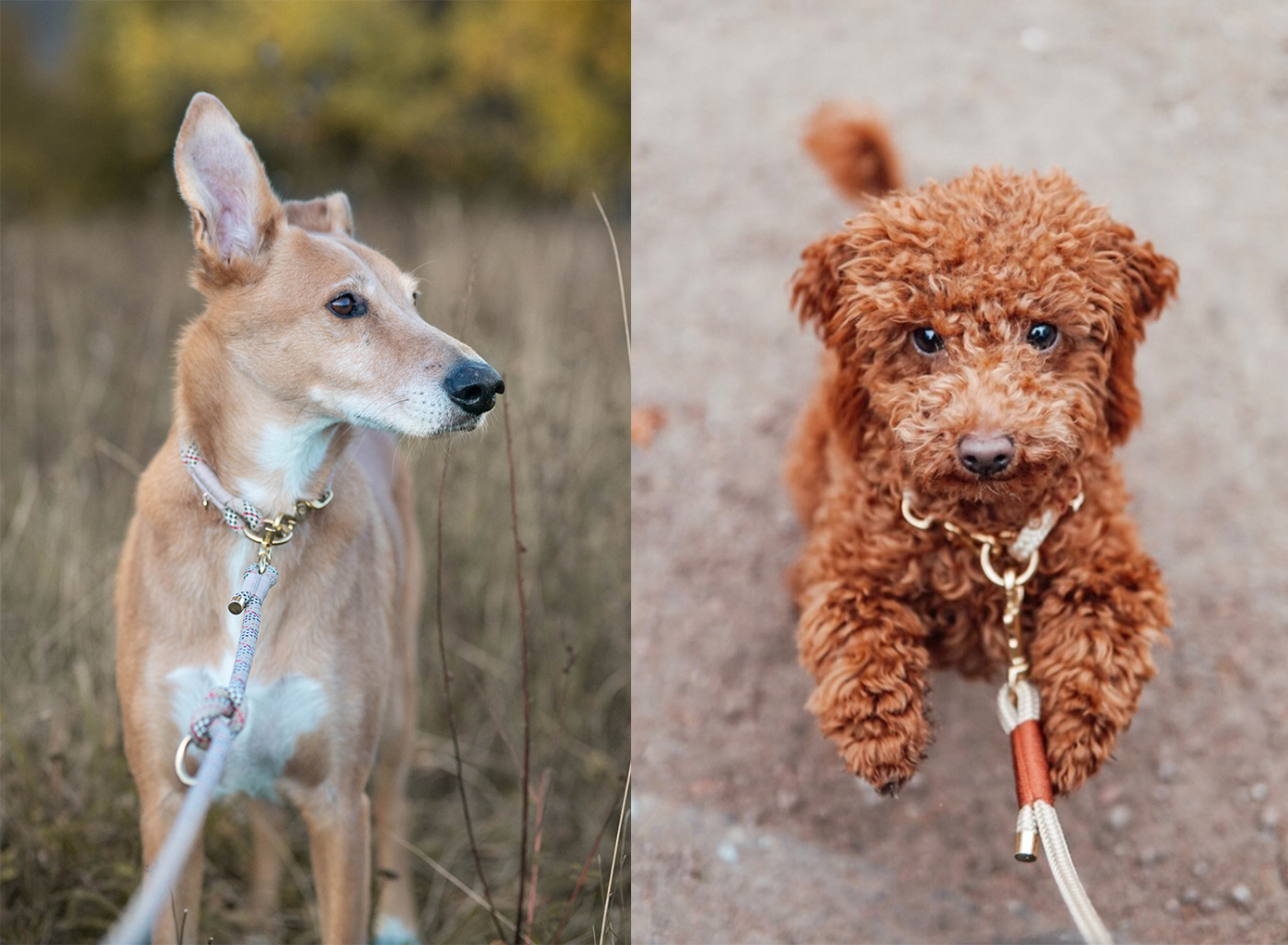 Unsere Hundemodels: Ehemaliger Angsthund Jacobo in unserem Tau-Set in Schottenkaro und Zwergpudel Nala in Tau-Set in beige x braun